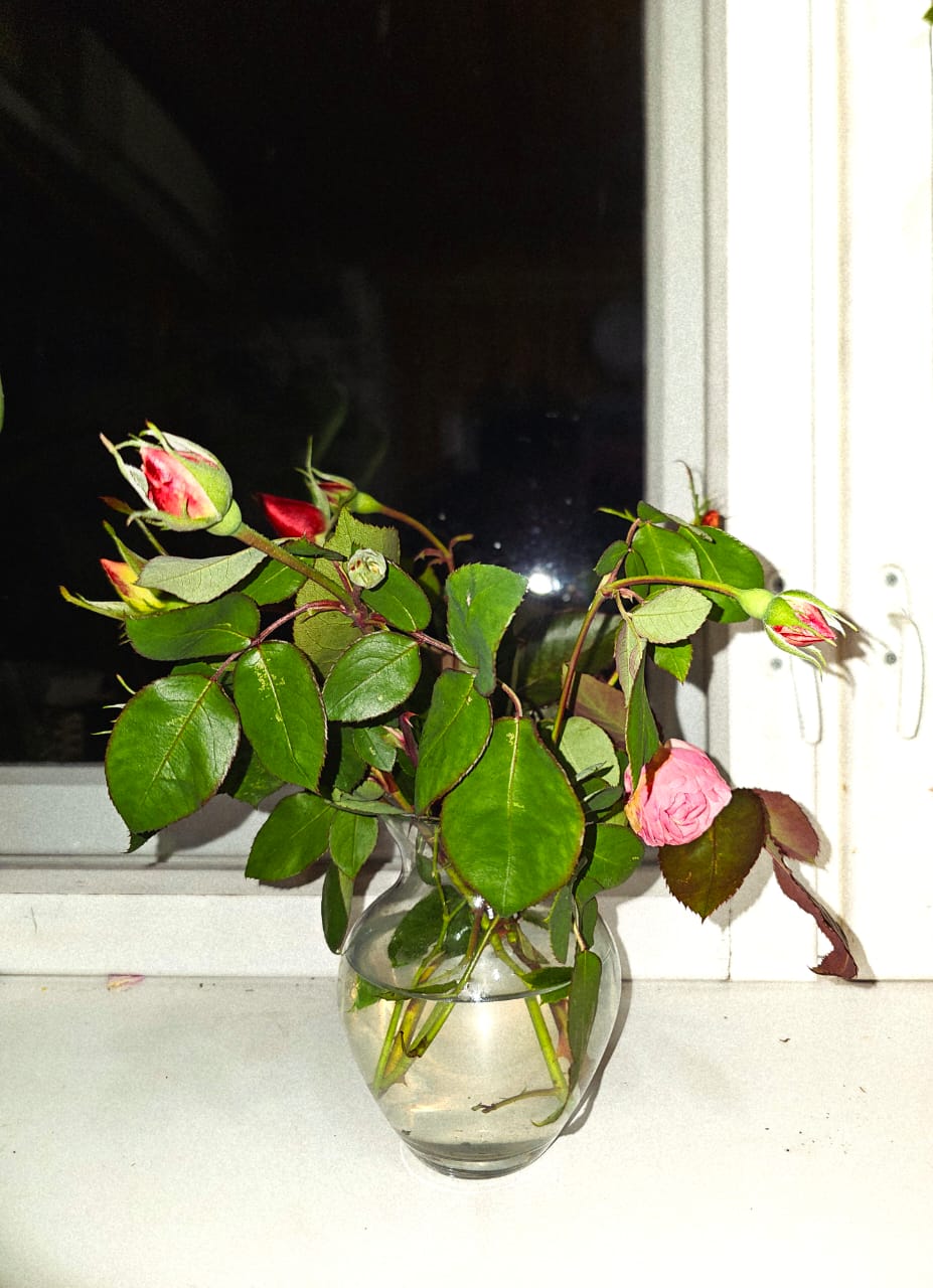 Розы в ноябре