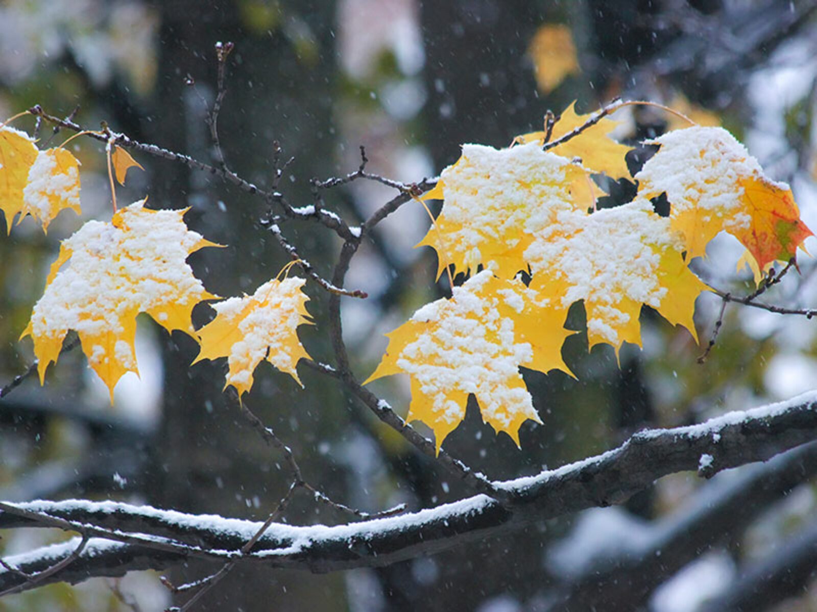 Снега первого земная тишина