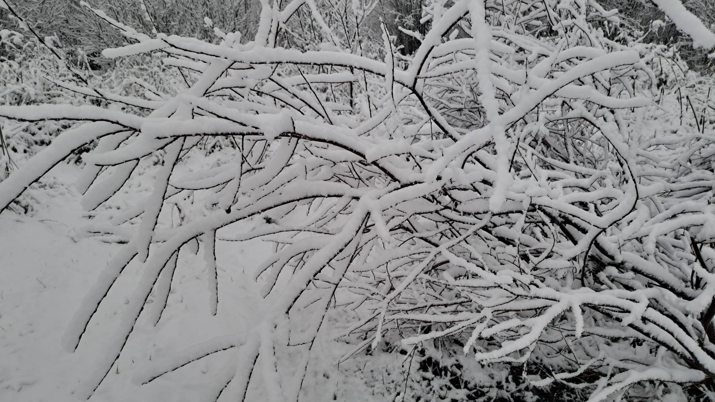 Склонили головы сухие травы