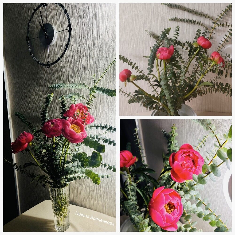 Пионы в ветках эвкалипта. Зарисовка