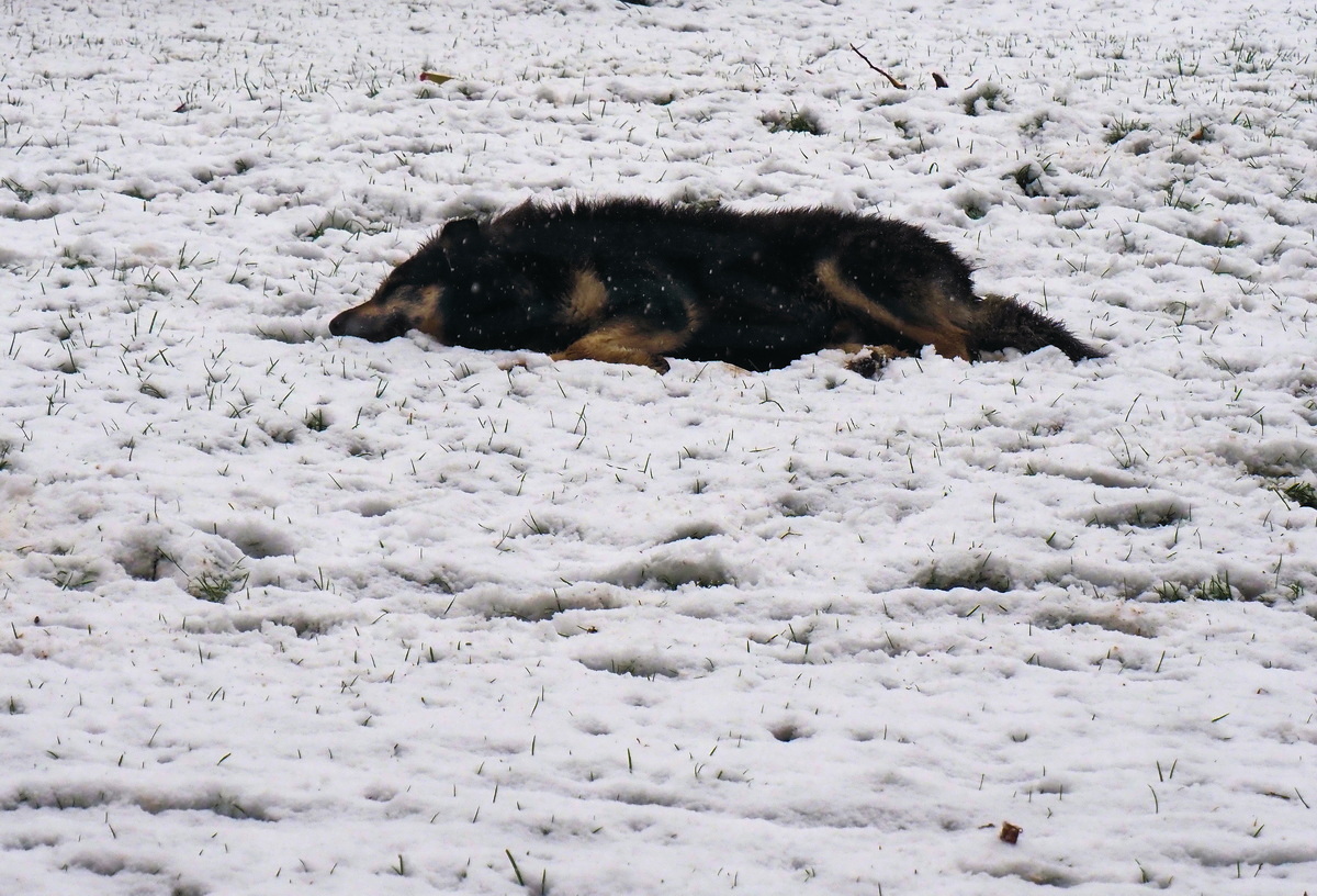 Ноябрьский снегопад под дождём