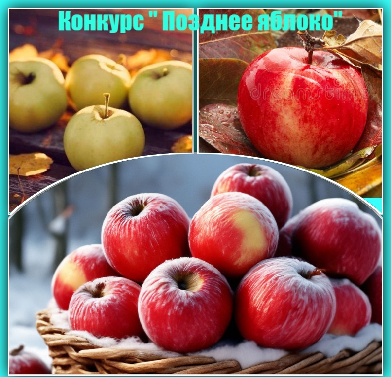 Конкурc-Позднее яблоко
