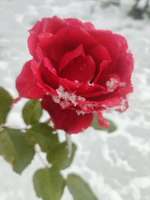 Роза на снегу