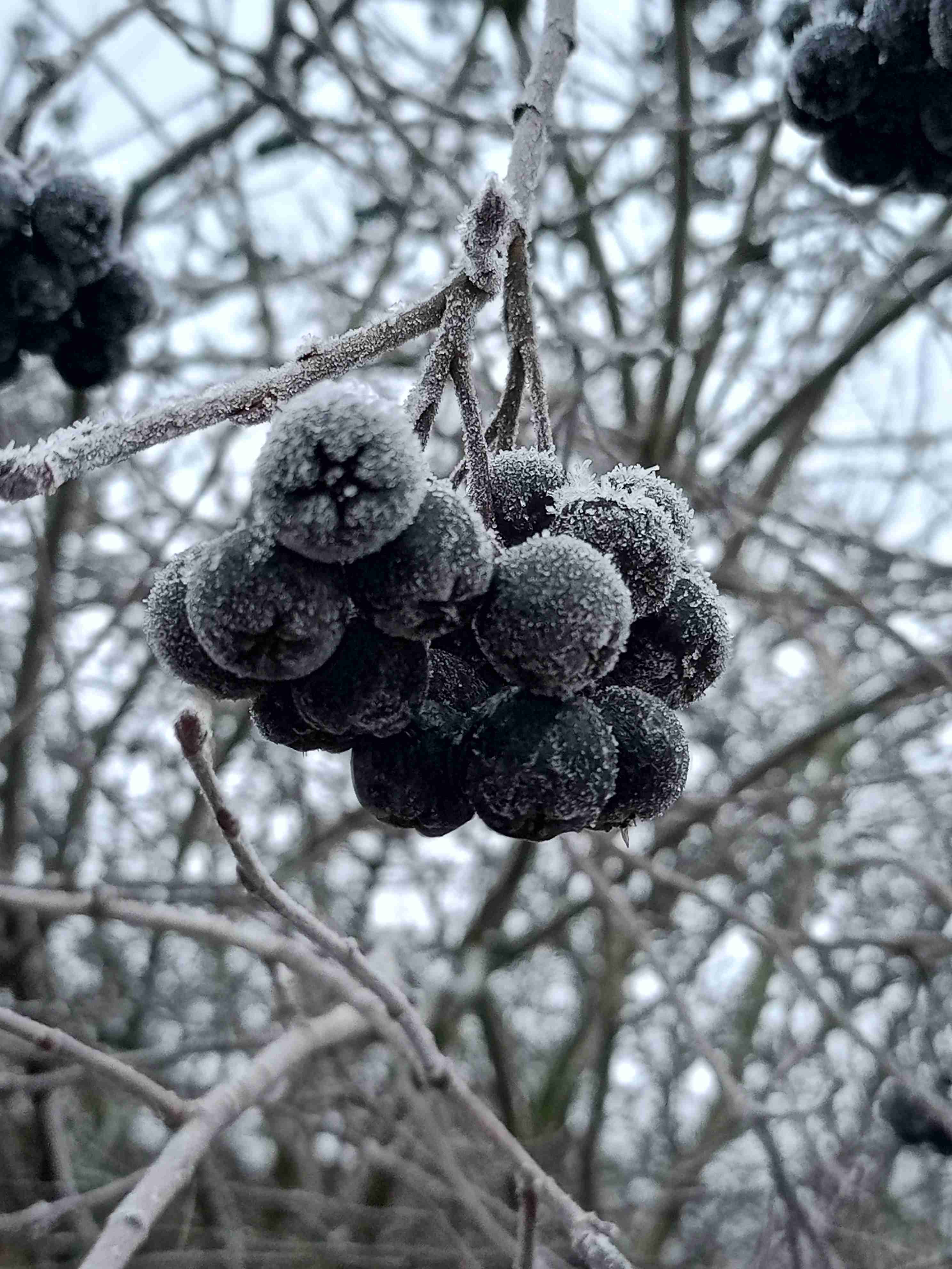 Мой первый снег...