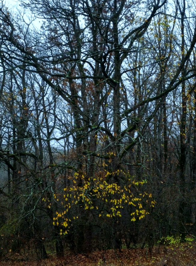 Сара Тисдейл, Ноябрь