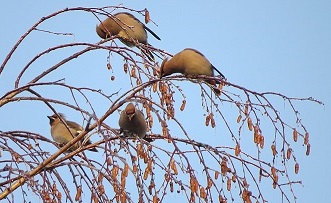 Чему нас учат птицы? перевод