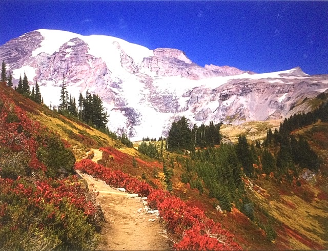 Цветы в снегу