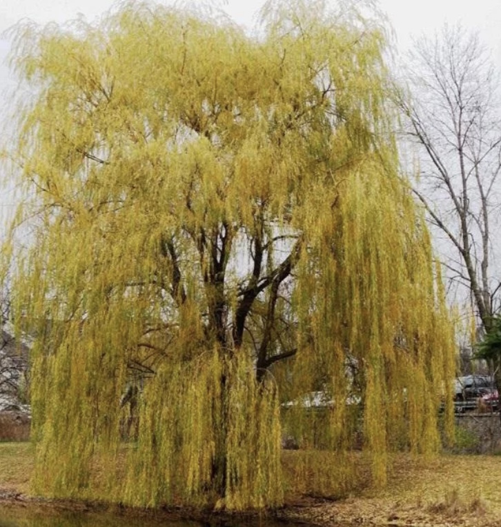 Плакучие ивы