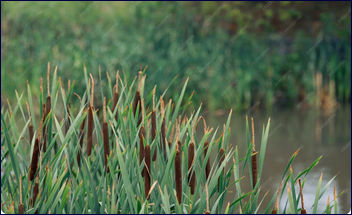 Камыши