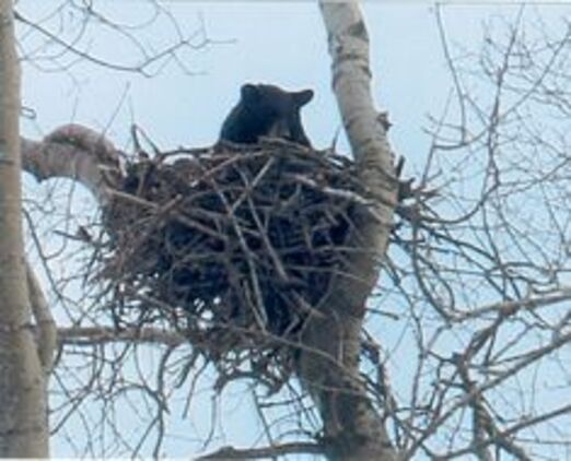 Гнездо не берлога...
