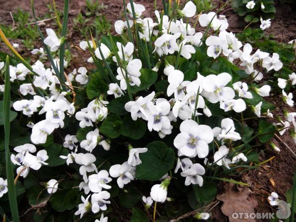 Этот дом мне напророчил...