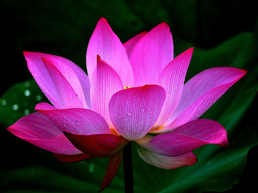 Цветок лотоса