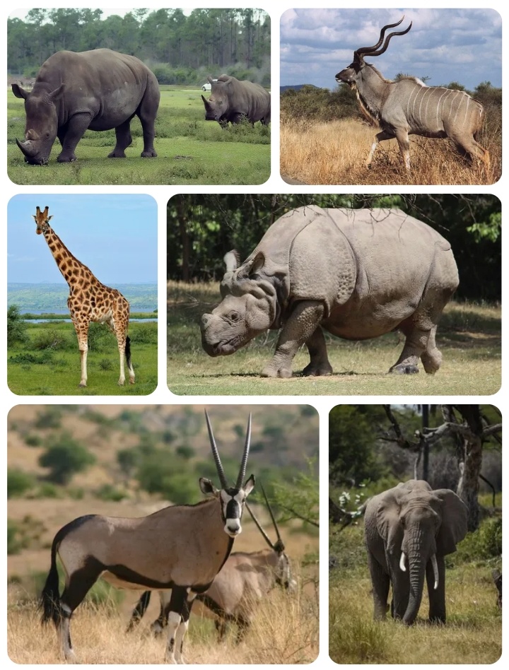 Травы, травы, травы - это сила, Ест их конь, и сло