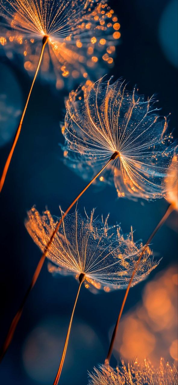 Снежинки слов небес