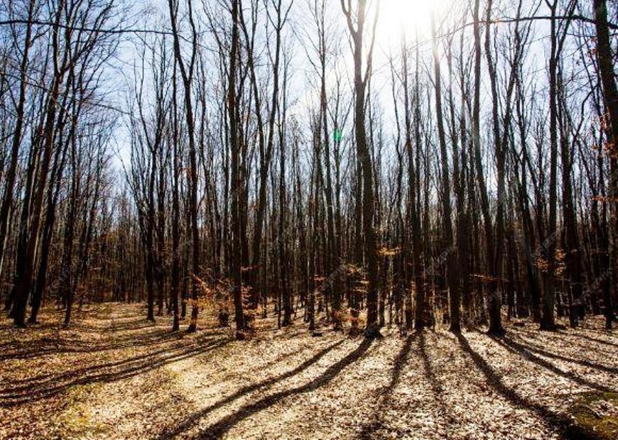 Накануне заморозков первых...