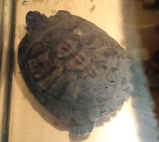 Ветер и листочки