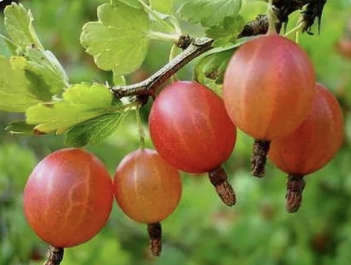 С русского двора