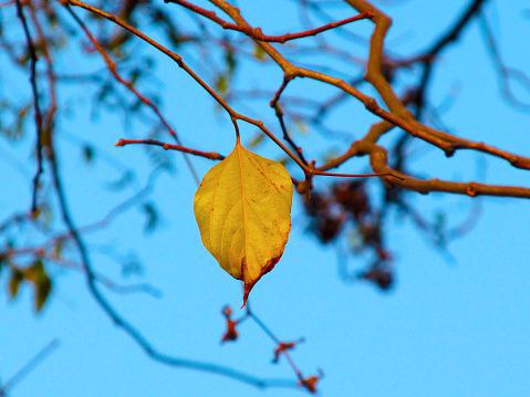 Последний лист