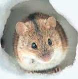 Мышки-гурманы