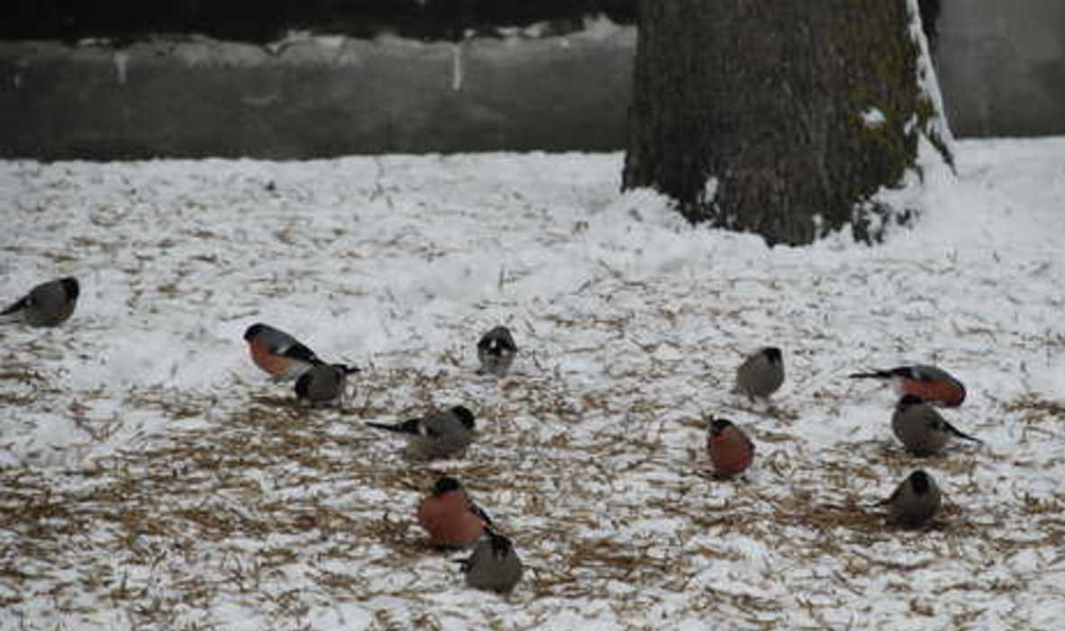 Урок от птиц