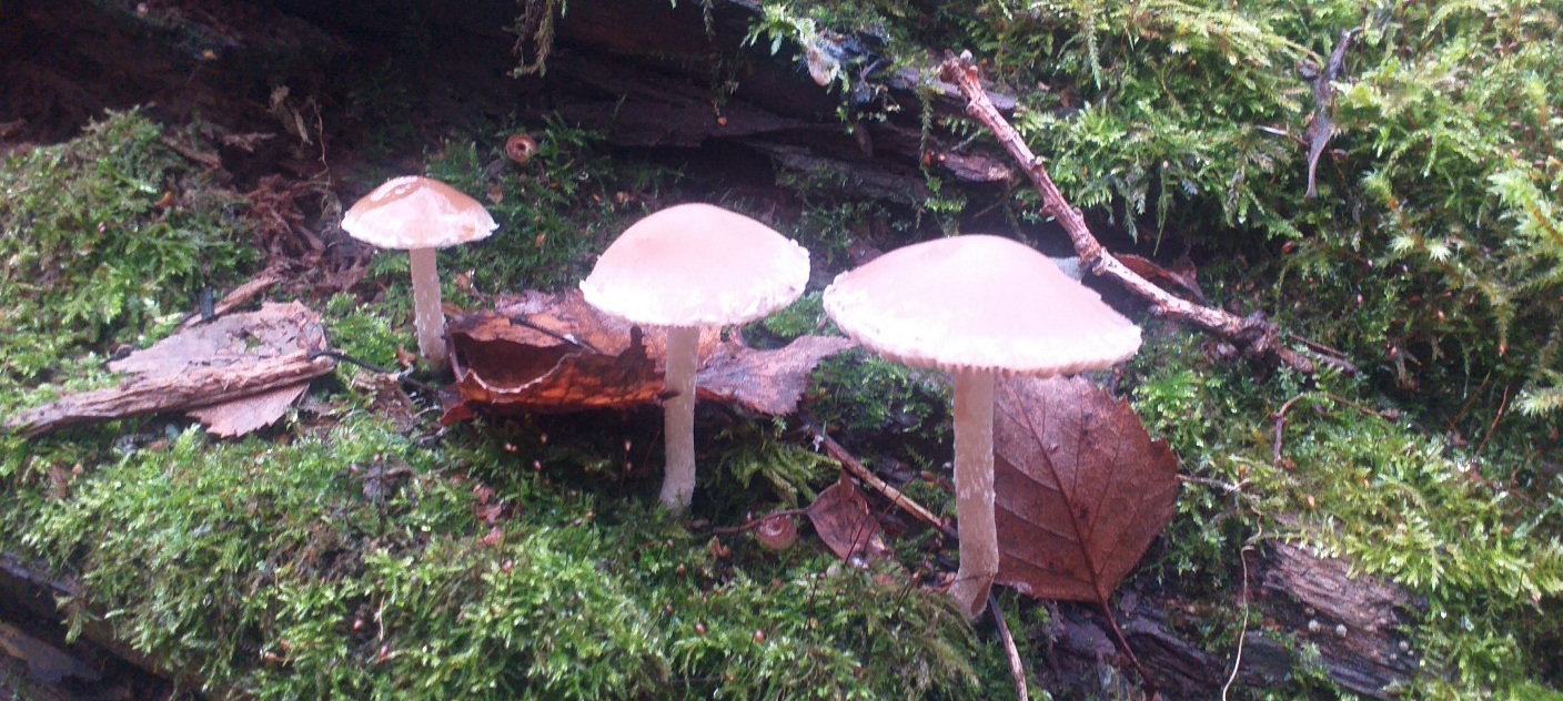 Три грибочка