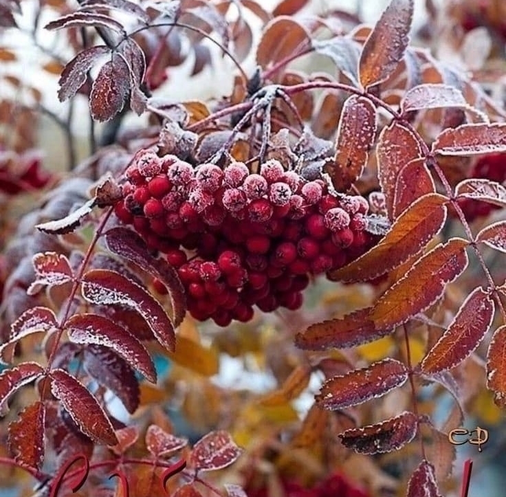 Укрыла тучка снежным маревом