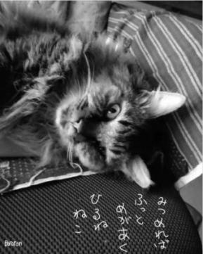 Кот - Haikus by Вororon