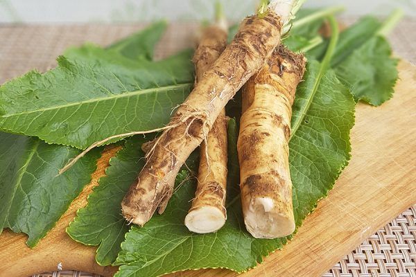 Хрен культурное растение