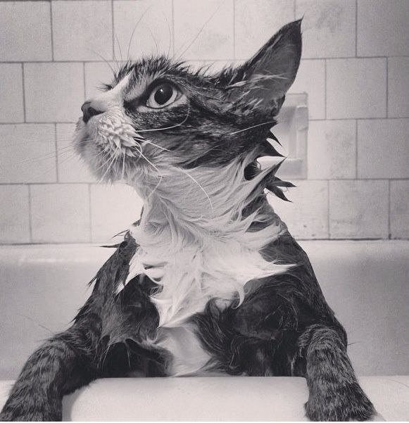 Мокрый котик