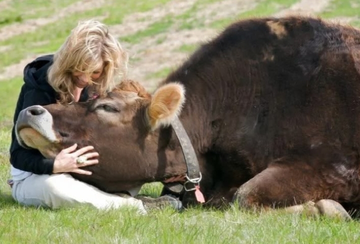 Эпитафия к жизни.. Тельца