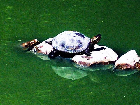 Случай на реке