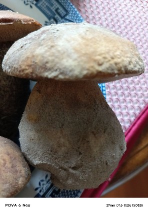 Выросли холуи - в красных командиров...