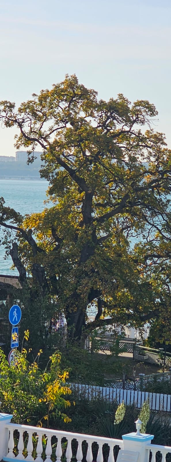 Лишь время дуб уносит в небыль