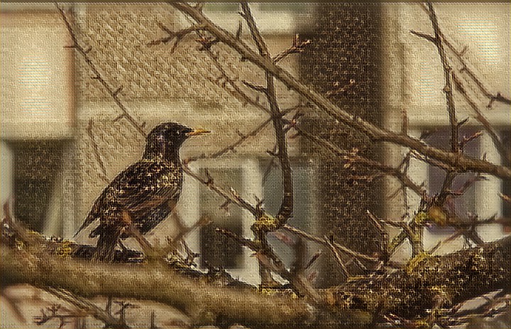 Перетирают меж собой скворцы...