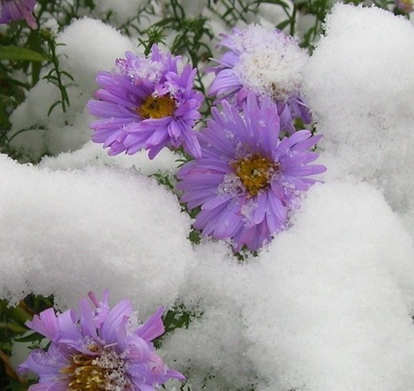 А весне - быть!..