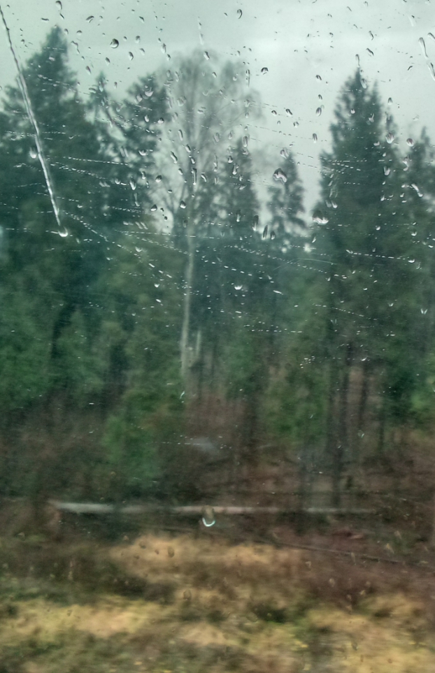 В дождливый день