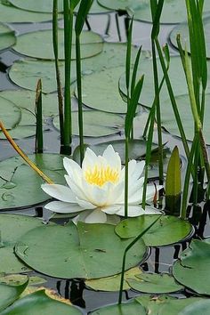 Пусть сегодня всё разрешено