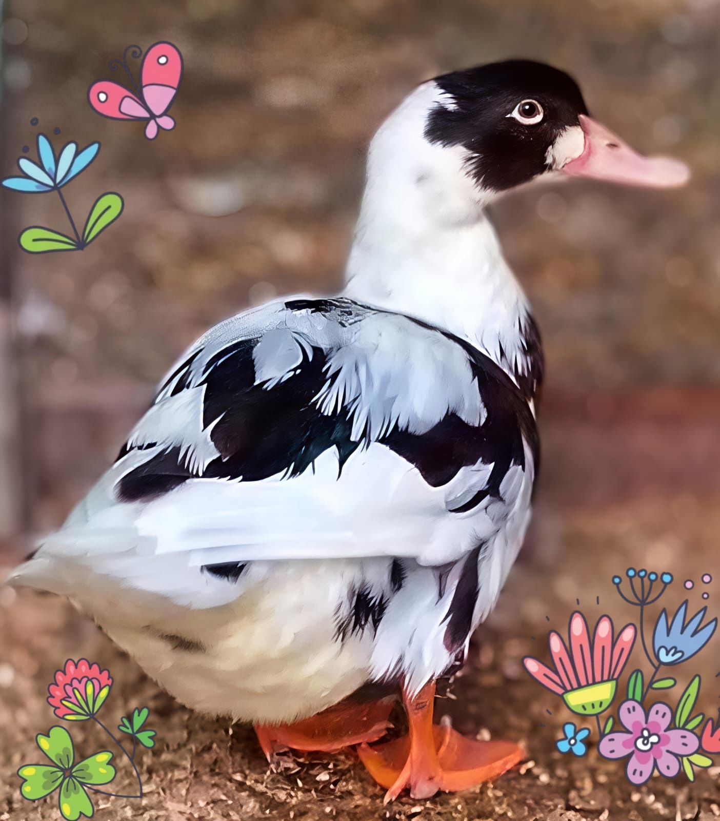 Утка-путешественница