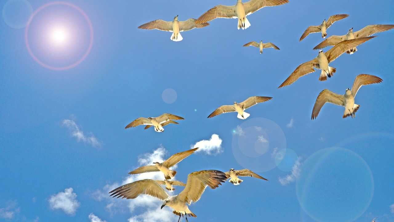 Летящие птицы