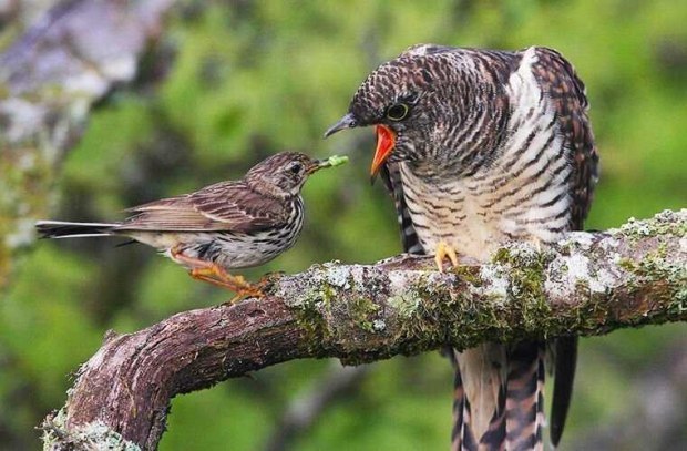 И песни все без зла святые миру знаки