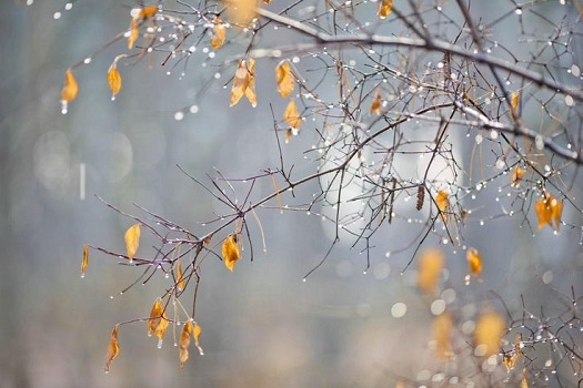 Снег с дождем связала осень...