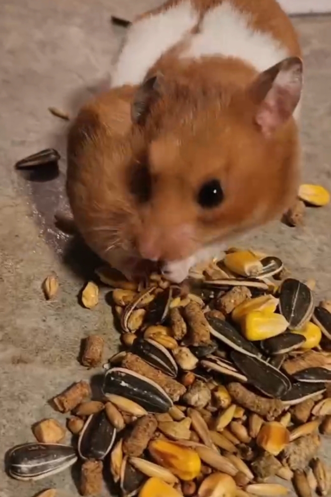 Смешинка 103. Запасливый хомячок