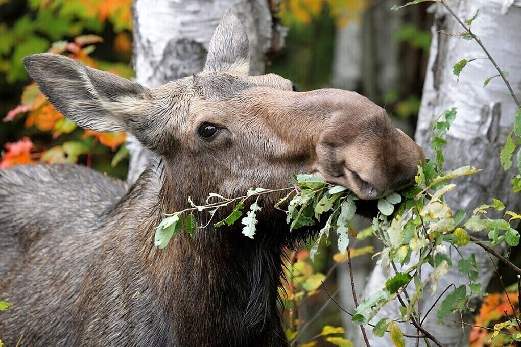 И счастья большего не надо