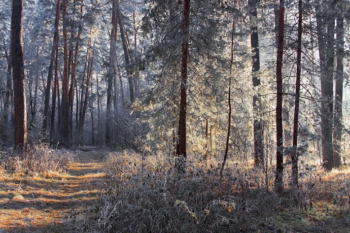 Морозцем первым солнечный туман