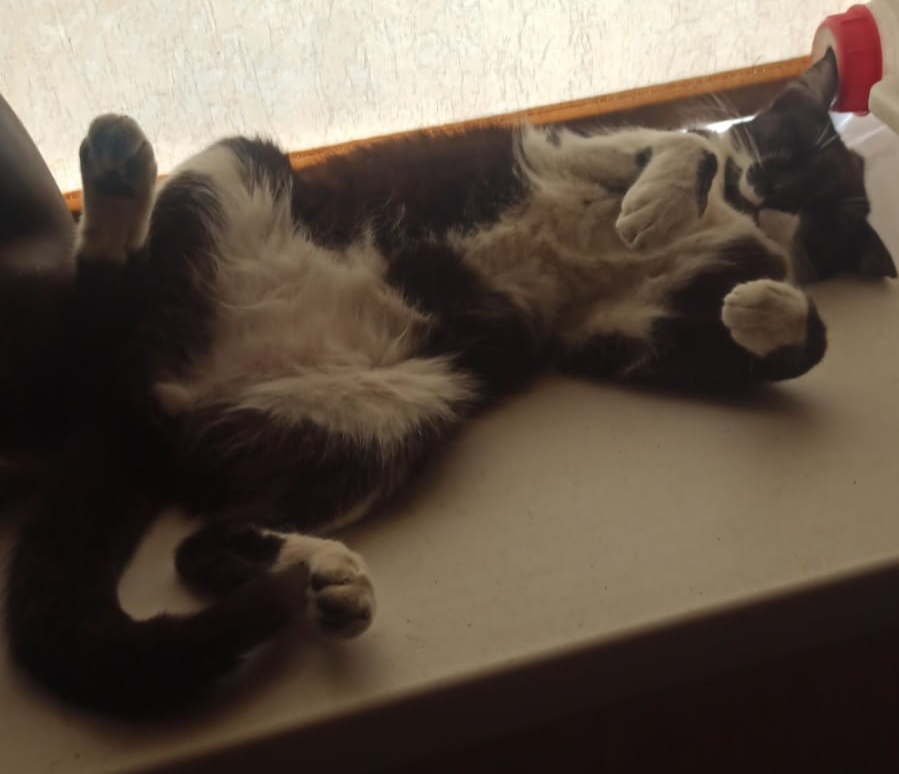 Не мушкетер