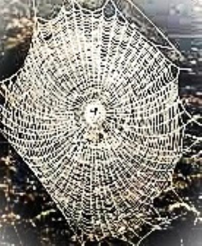 Паутина из моих седин...