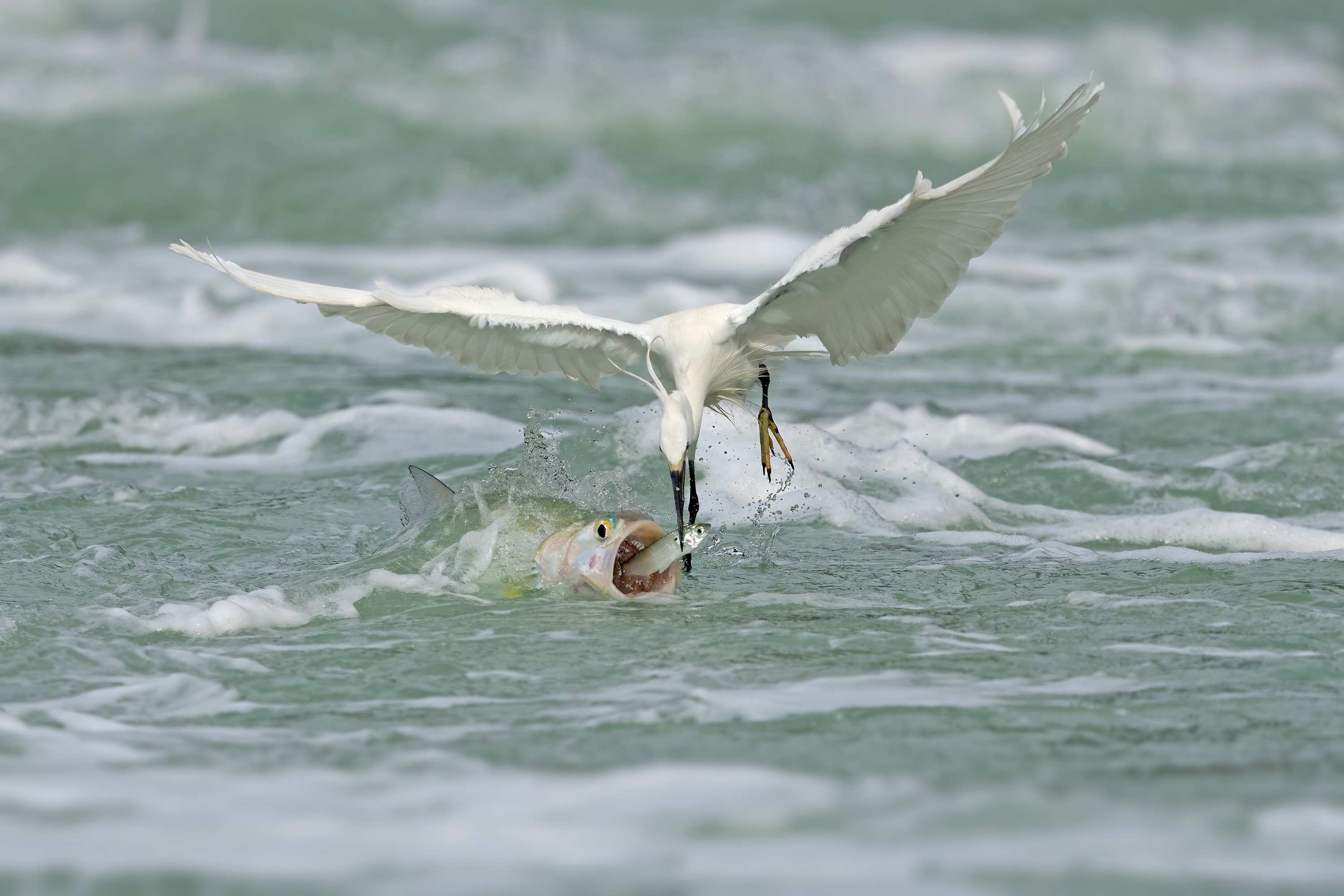 Рыба и цапля. Басня