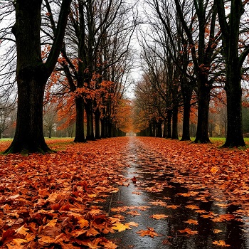 Сгорают листья в поздней осени...