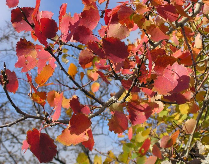Нарядилась стройная осинка