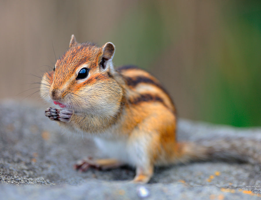 Запасливый бурундук
